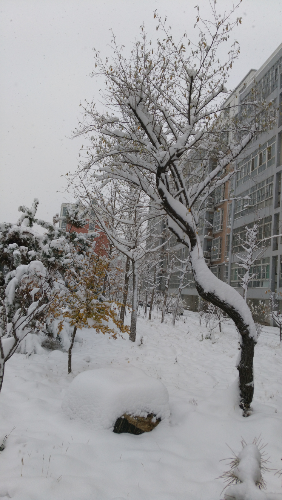 IMG_20151124_113035.jpg