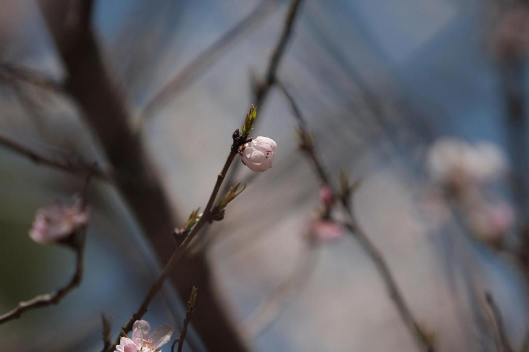 [贴图]桃花