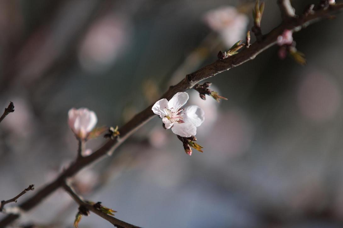 [贴图]桃花