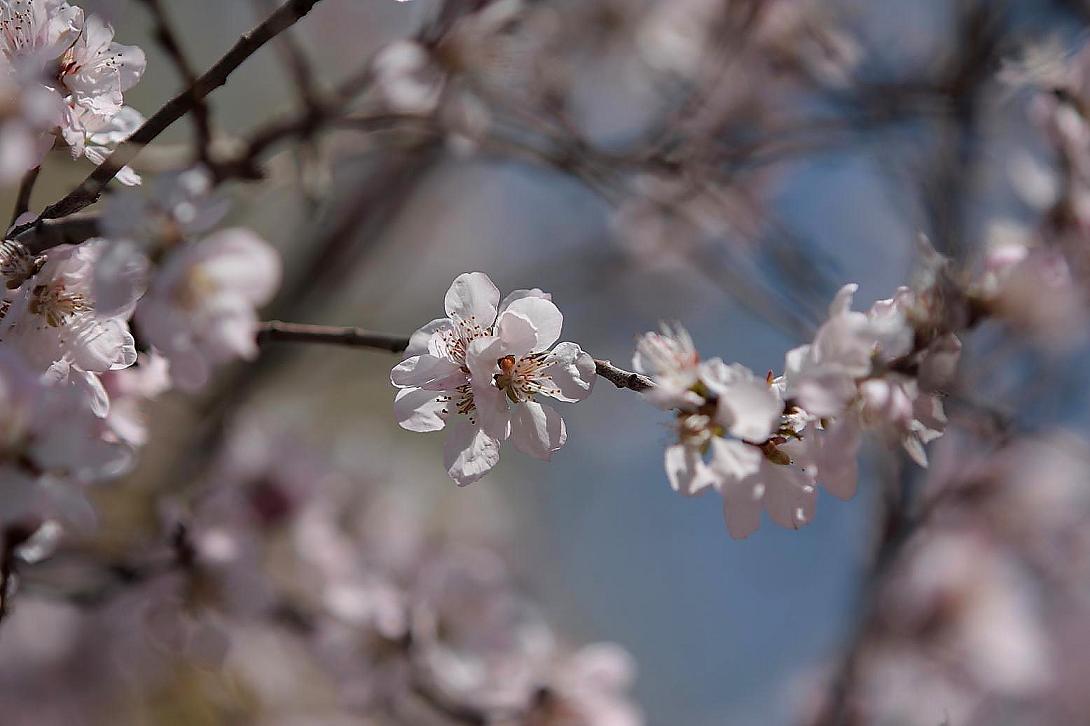 [贴图]桃花