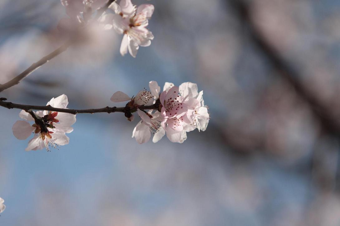 [贴图]桃花