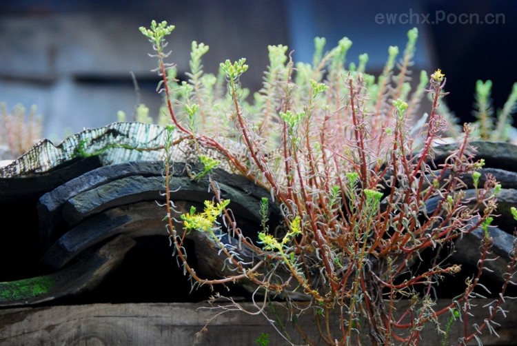 嘉兴仲氏源头浙江新塍镇