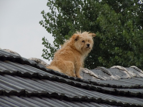 强降雨袭击故里