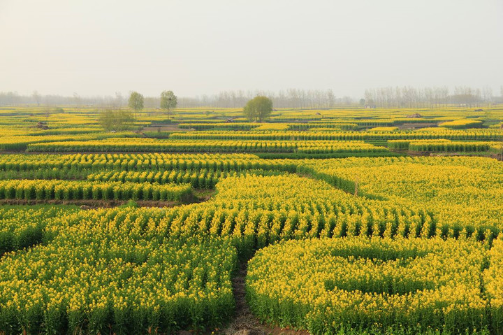 兴化油菜花开了