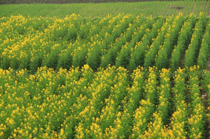 兴化油菜花开了