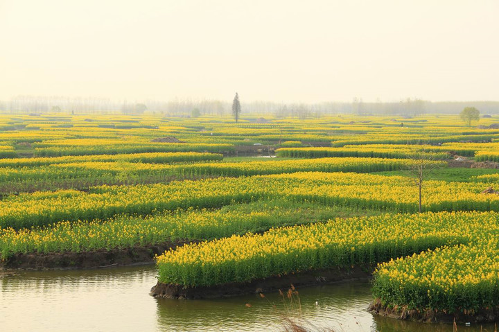 兴化油菜花开了