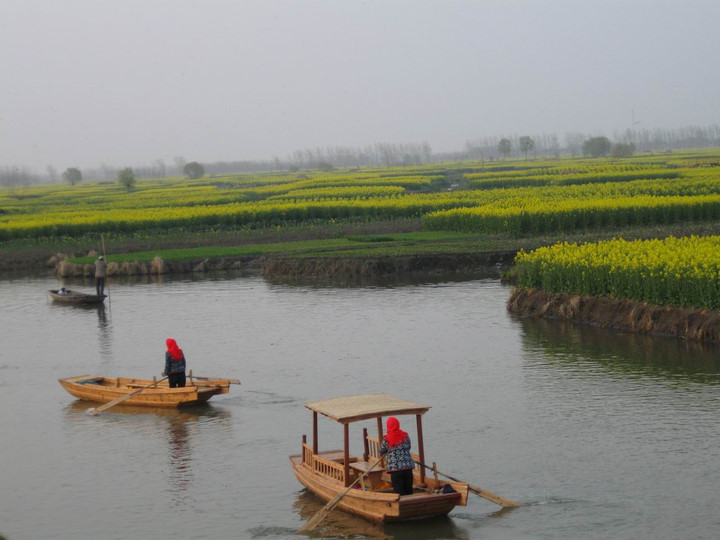兴化油菜花开了