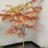仲米苏（五河）